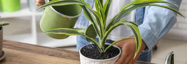 Person gießt Pflanze